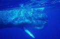 BIG SPERMWHALE ABOUT 18 METRES 